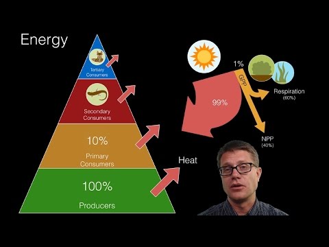 Video: Waarom is de piramide een effectief model voor het kwantificeren van de energiestroom?