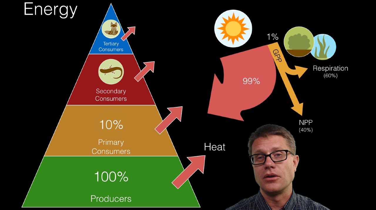 Ecosystem Energy Flow Chart