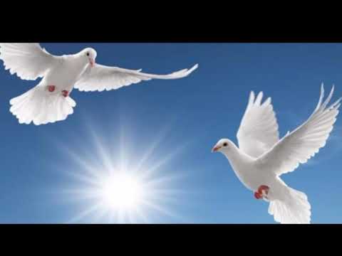 قصيدة بلد السلام للشاعر كريم ابراهيم