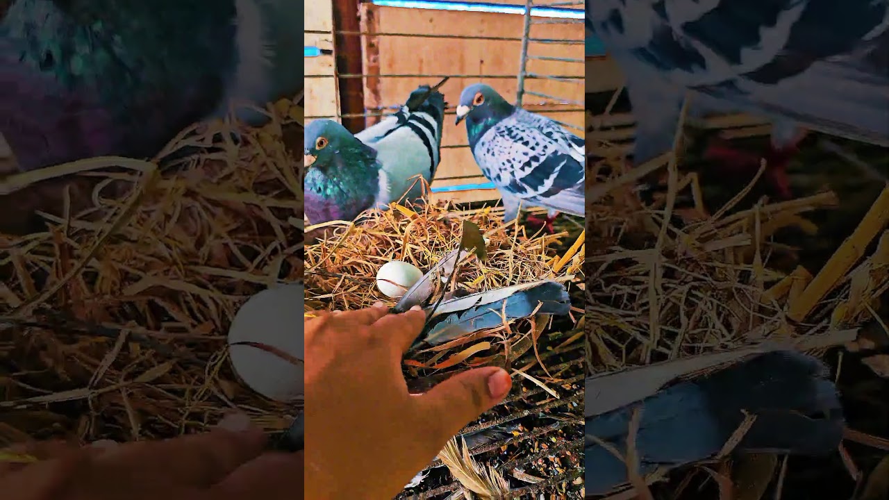 Вложенность