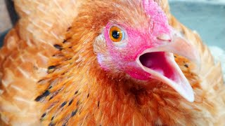 Chicken Sound Hen Video - Amazing Pets & Animal