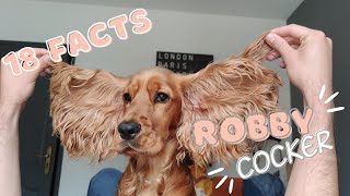 18 facts about English Cocker Spaniel 🐶 Based on Robby Cocker