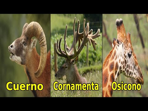 Video: ¿Los antílopes mudan sus cuernos?