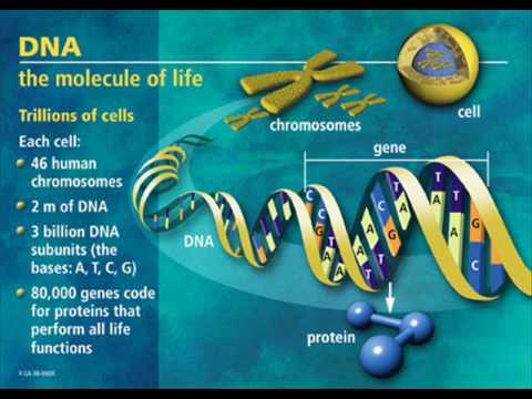 The Left-handed Gene 