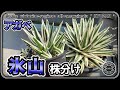 【アガベ 氷山】氷山の株分けとその後の管理【Agave】【多肉植物】