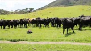 Car Shepherds Cattle