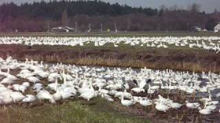 Snow Goose 21 feb 2009 158.avi