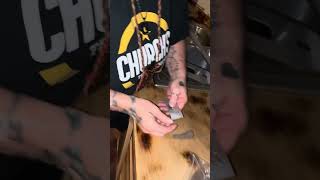 Germinating seeds for DWC BBC