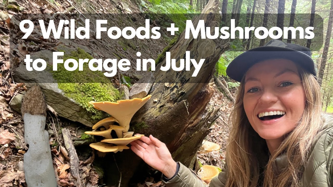 Wild Food & Edible Mushrooms to Forage in July UK Foraging YouTube