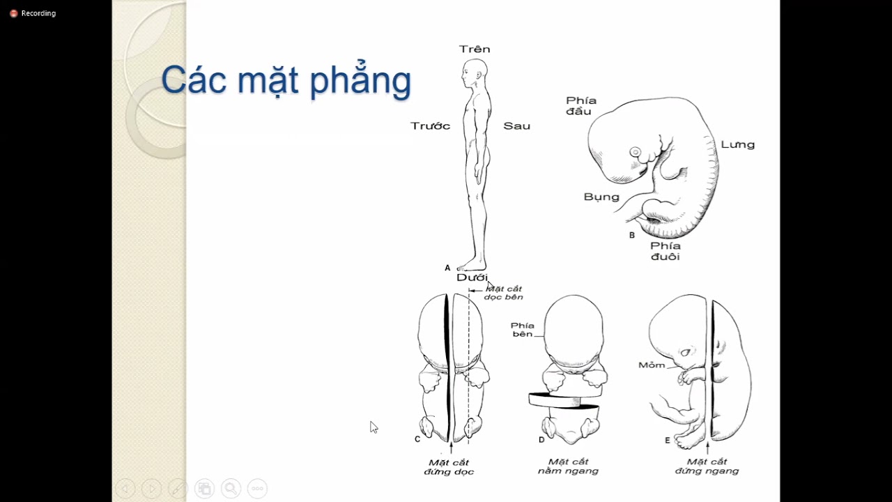 Đại cương Phôi thai học đại cương 21/09/2021