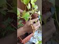 2020 Sep 5, 10.56am, planting in pots