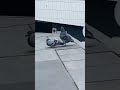 Sigma bird