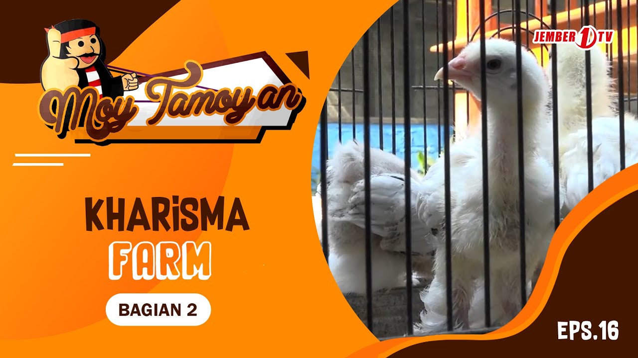 EPS. 16 KHARISMA FARM MOY TAMOYAN (2/2) YouTube