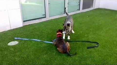 Harley and Star more playing