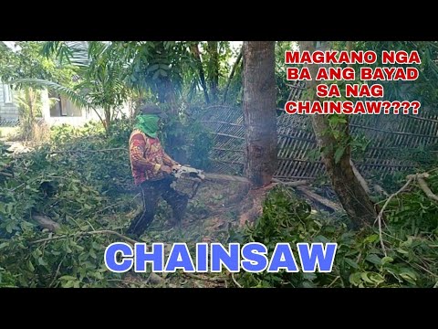 Video: Pagputol ng mga Puno ng Leyland Cypress: Paano At Kailan Puputulin ang Leyland Cypress