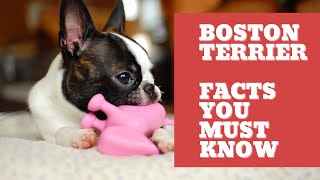 Boston terrier 🐶 10 Things you should know about Boston terrier by Dog Lovers 109 views 2 years ago 7 minutes, 49 seconds