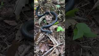 The Black Racer Coluber Constrictor