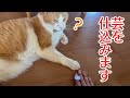 虎徹に芸を仕込んでみた