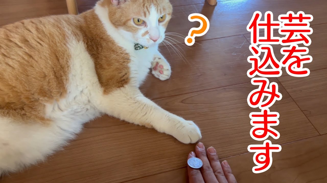 虎徹に芸を仕込んでみた - YouTube