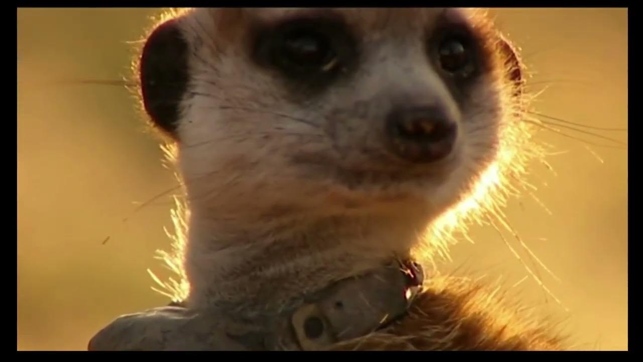 Meerkat Manor, Flowers Death YouTube