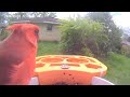 Red bird yesterday's video