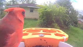 Red bird yesterday's video