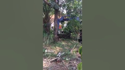 Bứng cây cọ dầu#Shorts