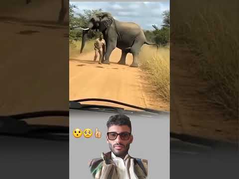 انقض الأسد على الرجل كعاصفة من لهب لكن صرخة الفيل دوت