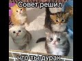 котики.mp4