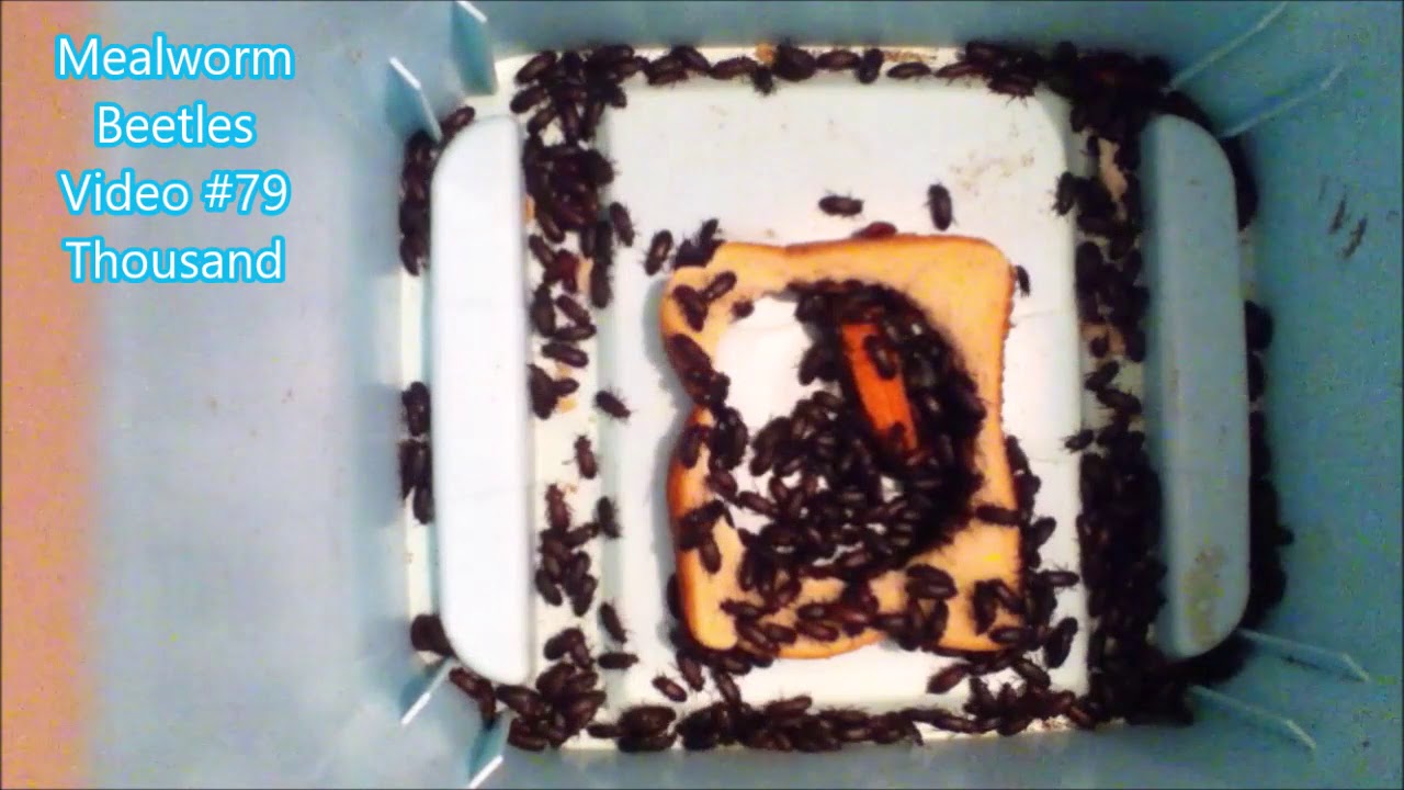 Mealworm Beetles Eating Bread Timelapse Seventy Nine Thousand YouTube