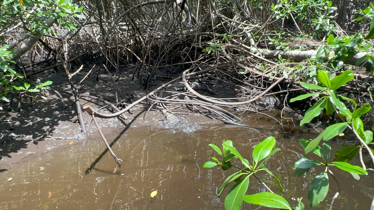 Los cocodrilos en la barra de Santiago el salvador - YouTube