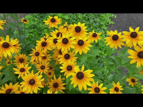 人间夏花 温婉有序 愿风常自悦 愿你总欢喜 治愈系风景 琵琶湖 一花一世界 Youtube