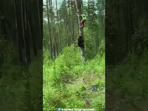 Грибник, осторожно медведи!