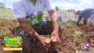 คนไทยหัวใจเกษตร  10 สิงหาคม 2560 B3