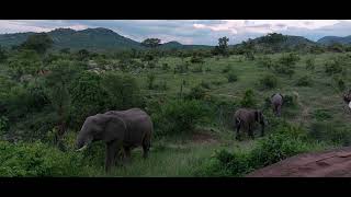 Kruger National Park. Elephants on a walk. Peaceful moment. Nature. National Geographic Scene.