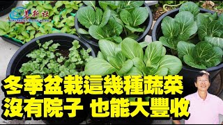 無需院子，這幾種蔬菜冬季盆栽，也能大豐收！