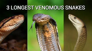 The 3 longest venomous snakes in the world, King cobra, Black mamba, South American bushmaster