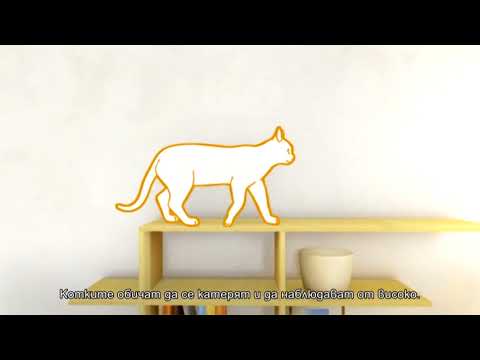 Видео: Как да защитим леглата от триковете на котките
