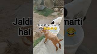 jldi Chalo imarti hai #funny #goat 😂😁😄😃😎