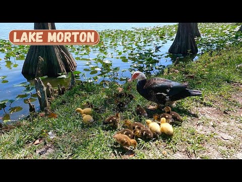Lakeland, Florida Birding by Alfy's Outdoor Adventures