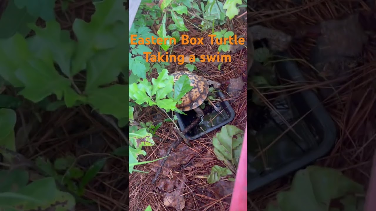 #easternboxturtle