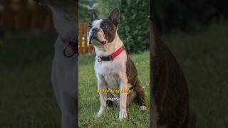 Boston Terrier: Perfect Pet for you? #breed #Boston #shorts