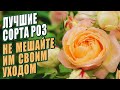 ЛУЧШИЕ СОРТА РОЗ. НЕ МЕШАЙТЕ ИМ СВОИМ УХОДОМ. ЗНАК КАЧЕСТВА АДР (ADR).