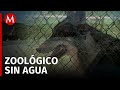 En SLP, fuerte sequía está afectado al zoológico de Mexquitic