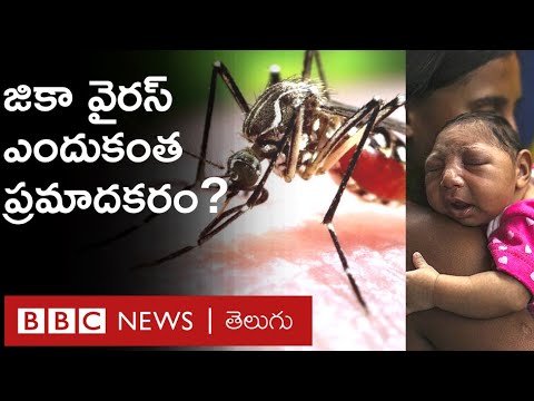 Zika virus అంటే ఏంటి? Zika virus symptoms ఎలా ఉంటాయి? దాని నుంచి ఎలా తప్పించుకోవాలి? | BBC Telugu