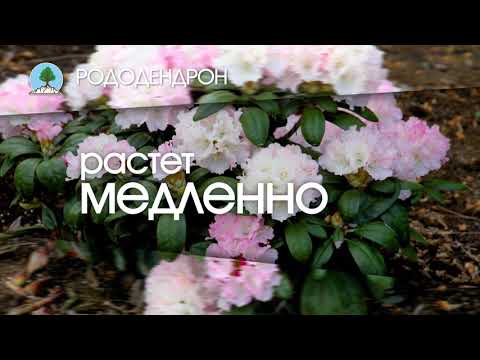 РОДОДЕНДРОН. Питомник "Сады Урала"