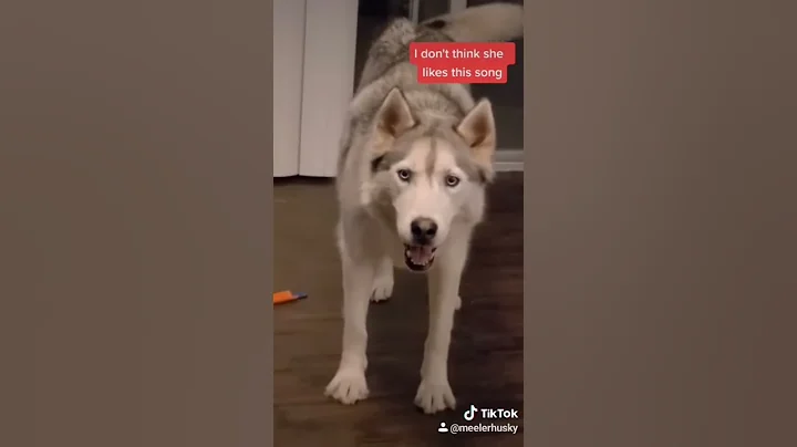 Husky doesn't like our singing! #Shorts