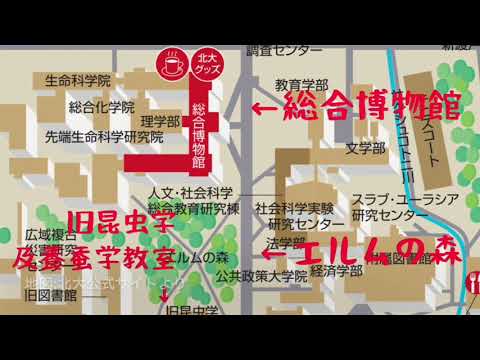 北海道大学総合博物館 の新着タグ記事一覧 Note つくる つながる とどける