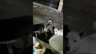 feeding when doing medical treatment on street road of community dogs. emergency first aid kit