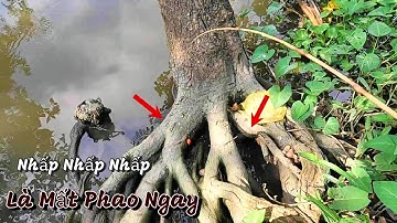 Câu Cá Rô Đồng Nước Lũ Đã Về Vùng Này Giật Toàn Cá Rô Mập Ú Trong Gốc Cây